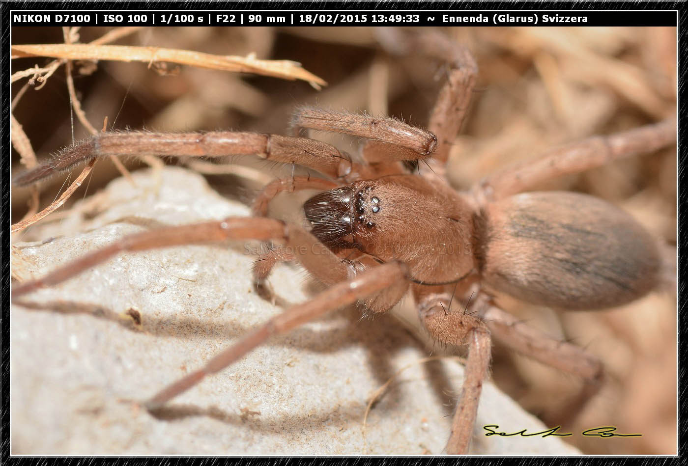 Drassodes sp. - Ennenda (Glarus), Svizzera